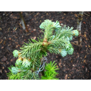 Abies fraseri'Pglett's WB'