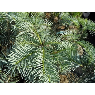 Abies grandis'Leuteneggeri'