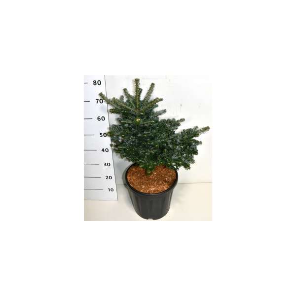 Abies koreana'Discus'