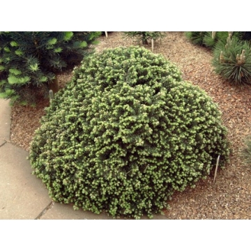 Abies koreana'Cis'