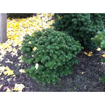 Abies koreana'Dark Hill
