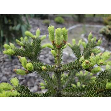 Abies nordmanniana'Peli'