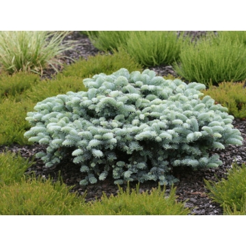 Abies procera'Procumbens'