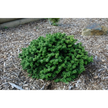Abies balsamea'Piccolo'