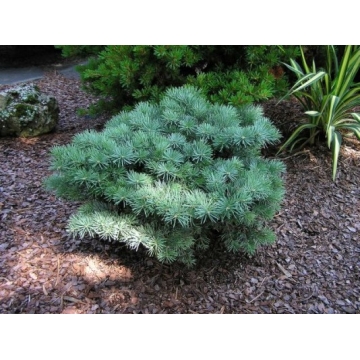Abies concolor'Piggelmee'