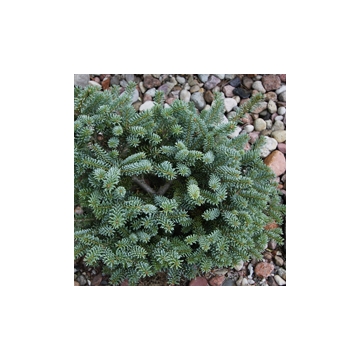 Abies koreana'Blue Emperor'