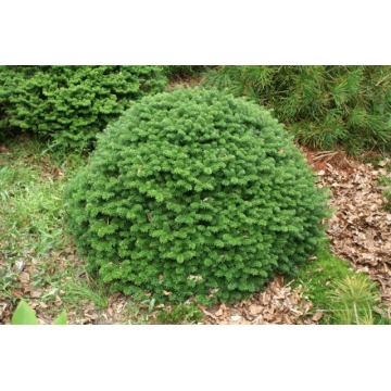 Abies koreana'Brilliant'