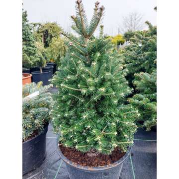 Abies koreana'Discus'