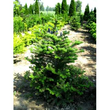 Abies koreana'Molli'
