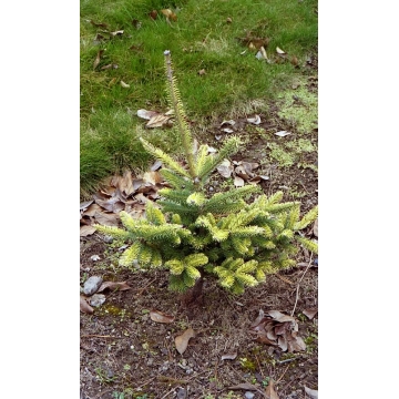 Abies balsamea'Bruce Variegated'