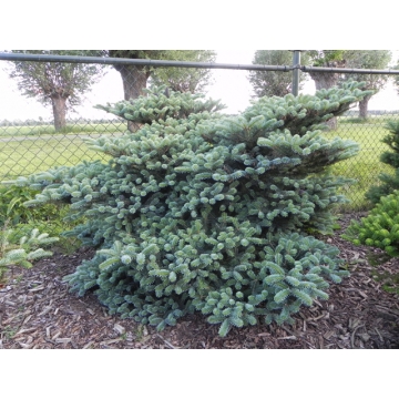 Abies koreana'Blue Magic'