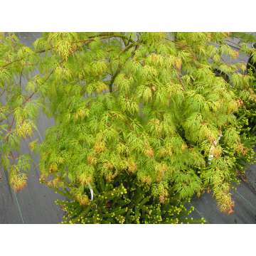 Acer palmatum'Emerald Lace'