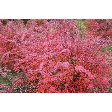 Berberis thunbergii'Pink Queen'
