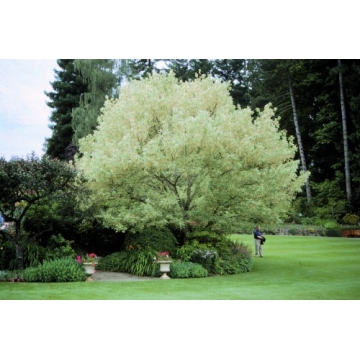 Acer negundo'Flamingo'