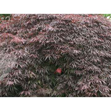 Acer palmatum'Inabe Shidare'