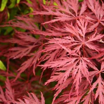 Acer palmatum'Royal Garnet'