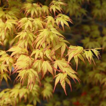 Acer palmatum'Katsura'