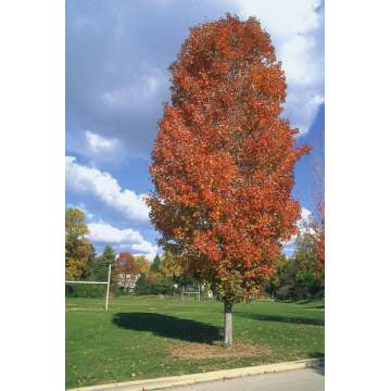 Acer rubrum'Scanlon'