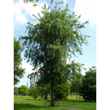 Acer saccharinum'Laciniata Wieri'