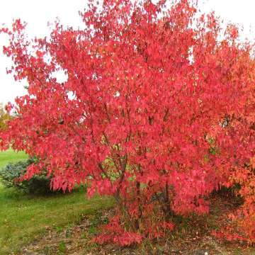 Acer tataricum'Ginnala'
