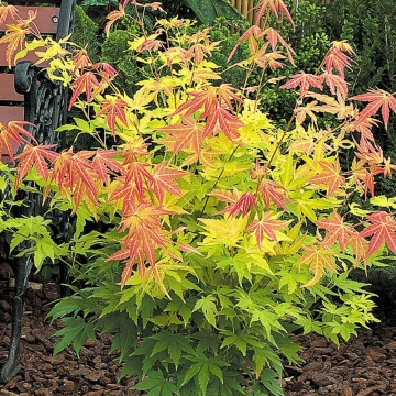 Acer palmatum'Orange Dream'