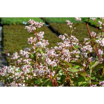 Persicaria campanulata'Rosenrot'