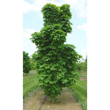 Acer platanoides'Columnare'