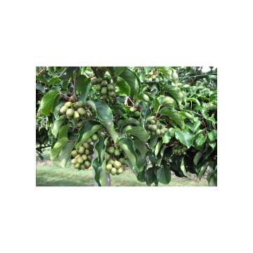 Actinidia arguta'Geneva'