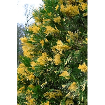 Calocedrus decurrens'Aureovariegata'