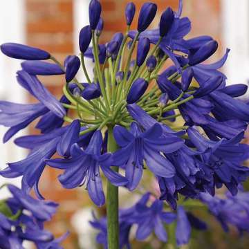 Agapanthus'Flower of Love'