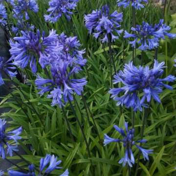 Agapanthus'African Queen'