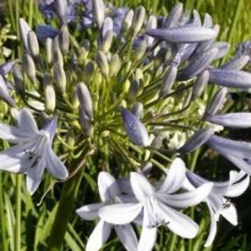 Agapanthus'Silver Baby'