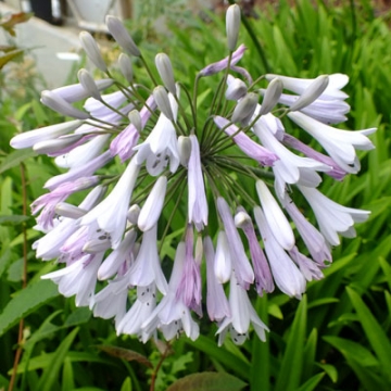 Agapanthus'Windsor Grey'