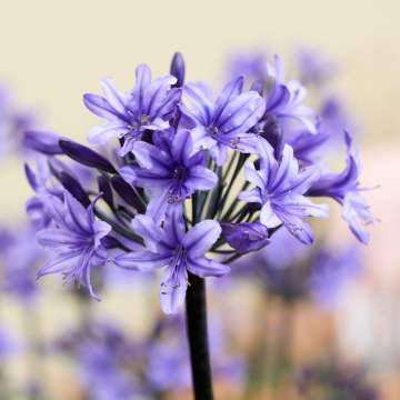 Agapanthus'Black Arrow'