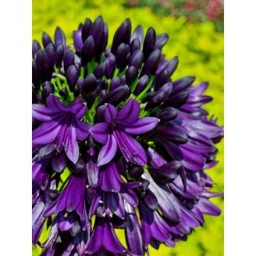 Agapanthus'Black Jack'