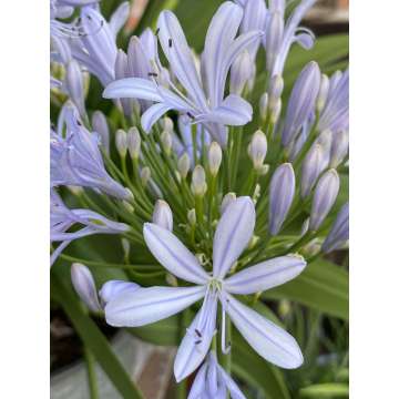 Agapanthus'Crystal Blue