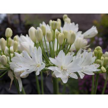Agapanthus'Double Diamond'