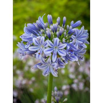 Agapanthus'Full Moon'