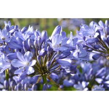 Agapanthus'Innsbruck'
