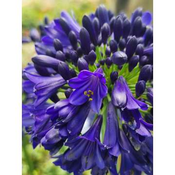 Agapanthus'Midnight Sky'