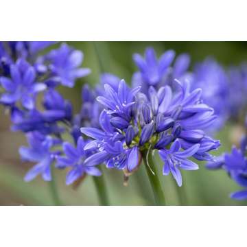 Agapanthus'Pino'