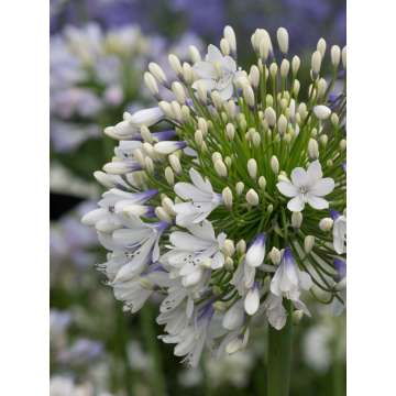 Agapanthus'Queen Mum'