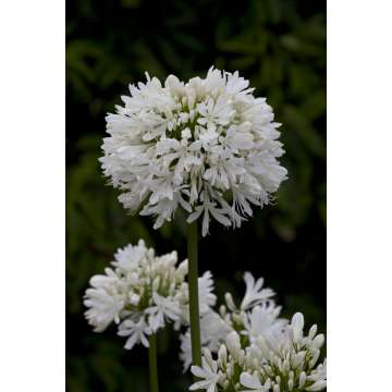 Agapanthus'Snow Cloud'