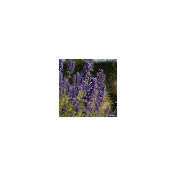 Agastache'Serpentine'