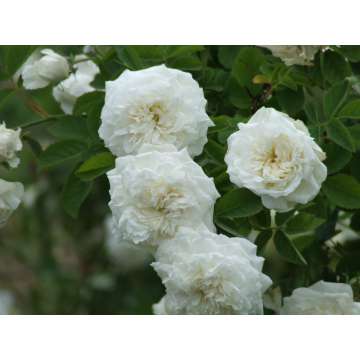 Rosa'Aimee Vibert'