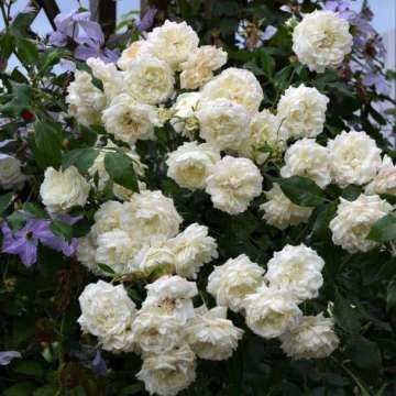 Rosa'Alaska'