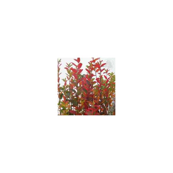 Amelanchier canadensis'Rainbow Pillar'