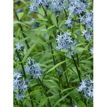 Amsonia tabernaemontana'Stella Azul'