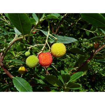 Arbutus undo'Peace and Love'
