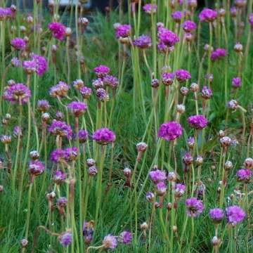 Armeria maritima'Splendens'